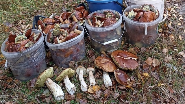 Лес засыпает: 8 удачливых калининградских грибников, набравших полные корзины в конце сезона (фото)