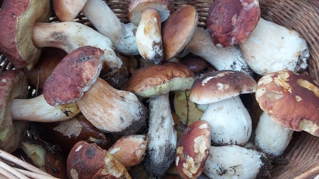 7 калининградцев показали, какие грибы ещё можно встретить в лесу (фото)