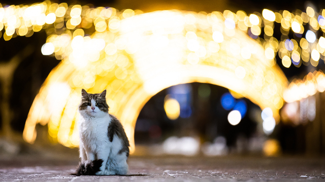 Щелкунчик и, конечно, котики: как Зеленоградск украсили к Новому году (репортаж) 