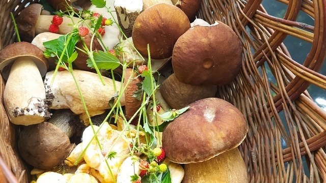 «Точим ножи»: калининградские грибники собрали первые белые, лисички и опята (фото)