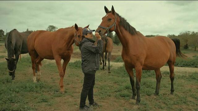 От прусской кавалерии до спортивных арен: как в Калининградской области разводят тракененских лошадей (видео)