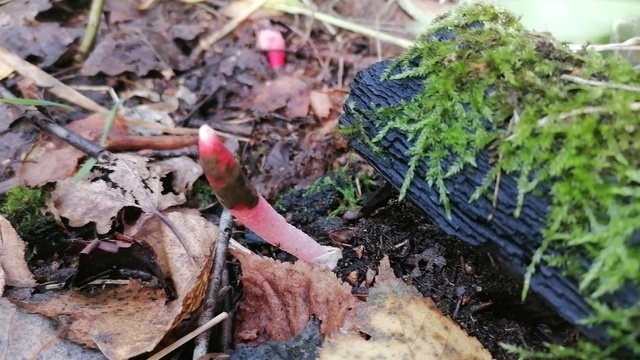 Лес показал свои непристойности: калининградцы нашли необычный гриб