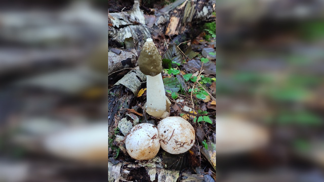 В лесу под Светлым нашли «инкубатор», из которого появляются самые бесстыжие грибы в форме пениса