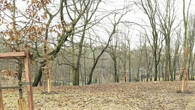 «Дьявол кроется в деталях»: в мэрии прокомментировали вырубку деревьев в Центральном парке  